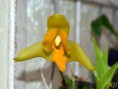 /album/maxillareae/lycaste-aromatica-jpg/